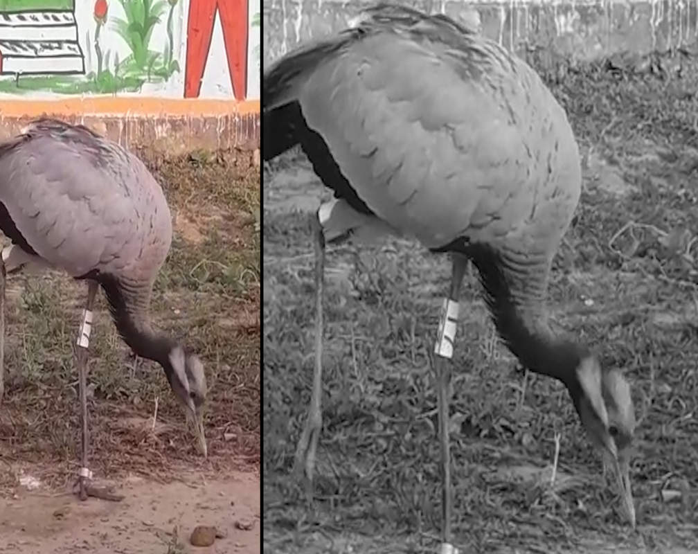 
Injured Russian crane may get a plane ride to rejoin flock
