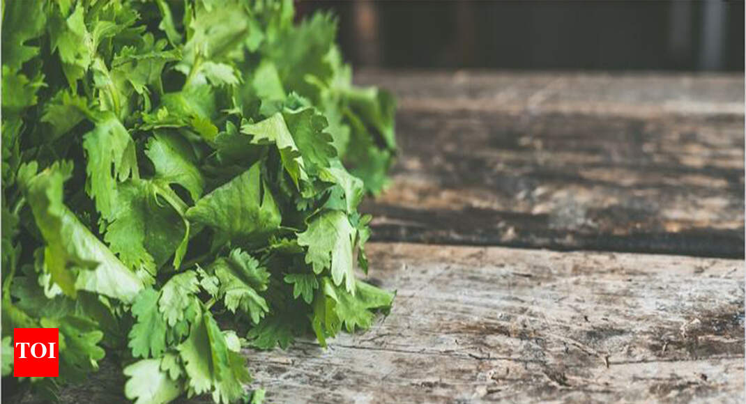 Coriander leaves rate doubles in two weeks in Bengaluru Bengaluru News Times of India