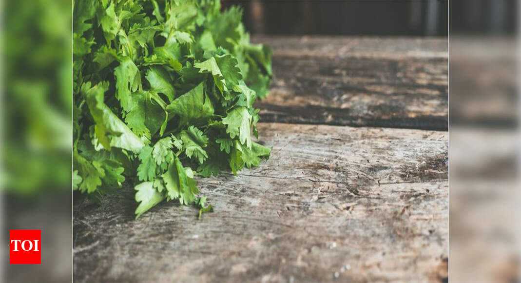 Coriander leaves rate doubles in two weeks in Bengaluru Bengaluru