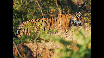 Odisha tigress Sundari mauls man to death, second attack in 45 days