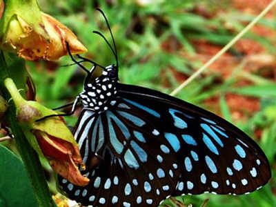 Monsoon 2024 butterfly coat