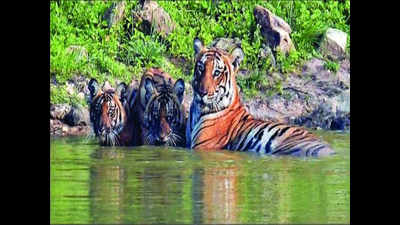 Third phase of tiger census begins at Amangarh Tiger Reserve