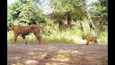 2 tiger cubs spotted in Ranthambore