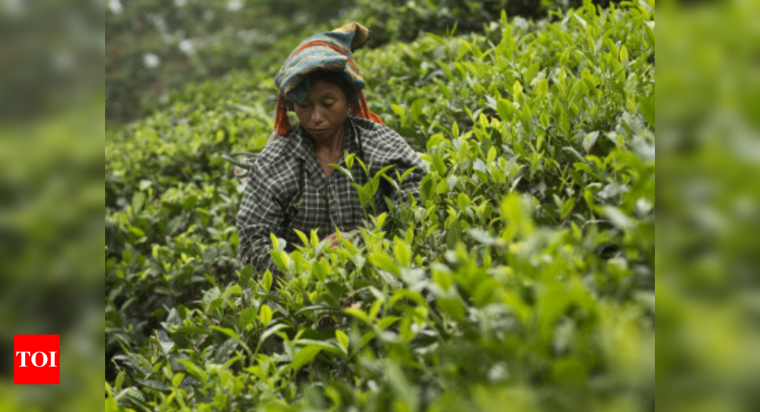 India Makes Big Push To Expand Tea Export To China | India News - Times ...