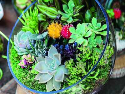 DIY Project for the week: Terrariums - Times of India