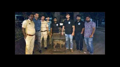 Mumbai: Dehydrated adult jackal found near Lokhandwala mangroves