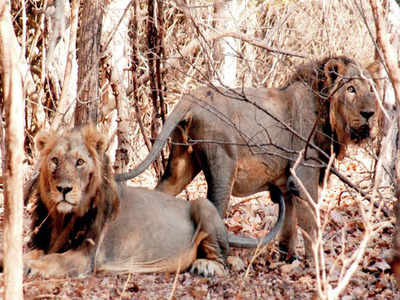 Resorts in lion territories still arranging illegal shows