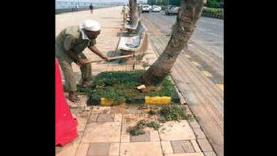 New tiles, shield for palm trees on Worli sea face