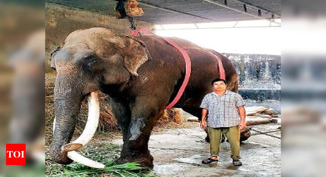 Ailing elephant, 70, made to stand with crane to take food | Chandigarh