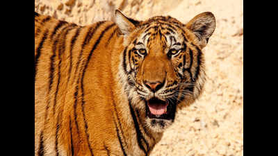 Now, tigress’s urine to scare away T1 as perfume trick fails