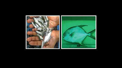 West Bengal cultivates 3 new fish varieties, to go commercial early next year