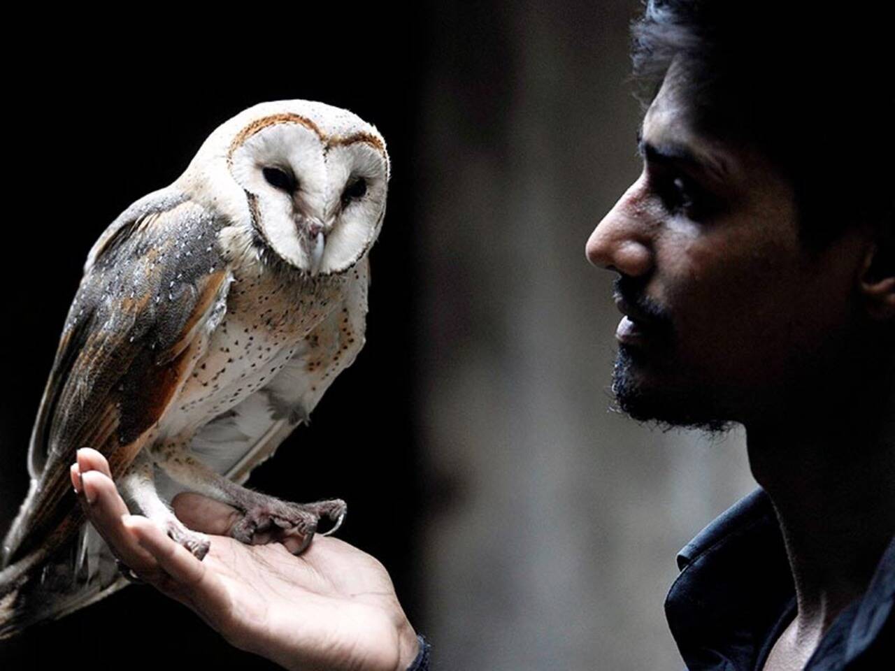 In Red List of threatened species, owls massacred on Diwali for luck | India News - Times of India In Red List of threatened species, owls massacred on Diwali for luck | India News - Times of India