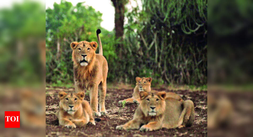 Virus spread leading to death of lions at Gir fully under control: Govt ...