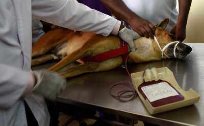 Animal blood bank ambulance launched in Chennai | Chennai News - Times of  India
