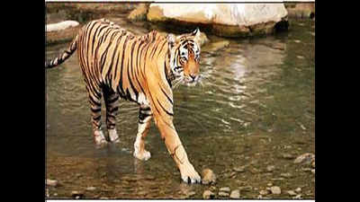 Sariska Tiger Reserve struggling to save big cats from poachers