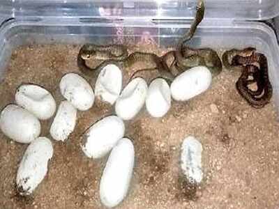 Rescuer keeps snake eggs at home for 2 months till they hatch | Navi ...