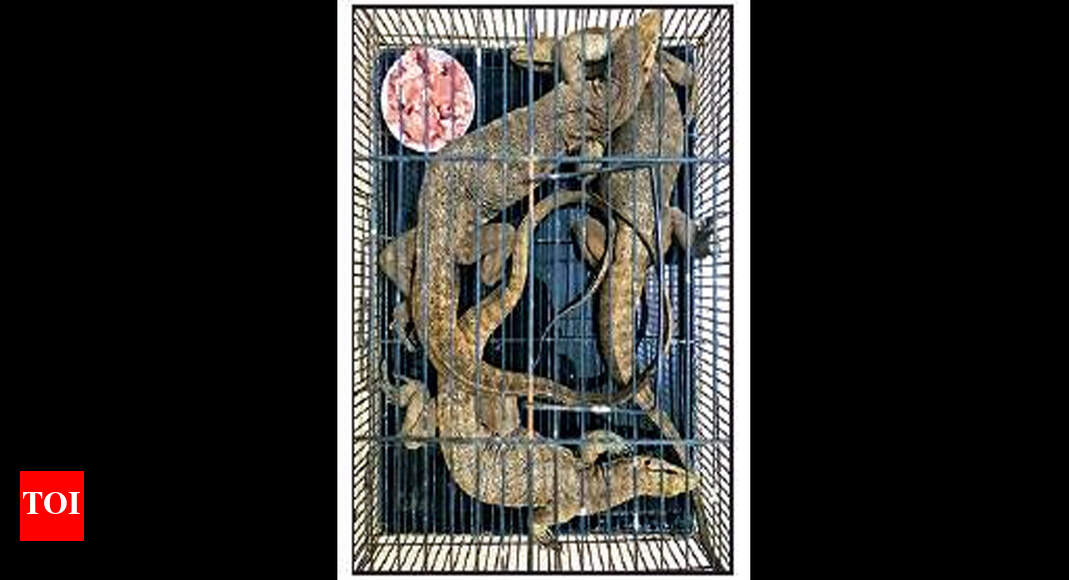 3 monitor lizards rescued, 1 held | Chennai News - Times of India