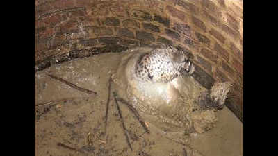 Leopard falls into well in Sitapur, rescued