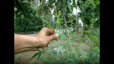 Hemp: UP farmers can grow bhang now | Lucknow News - Times of India