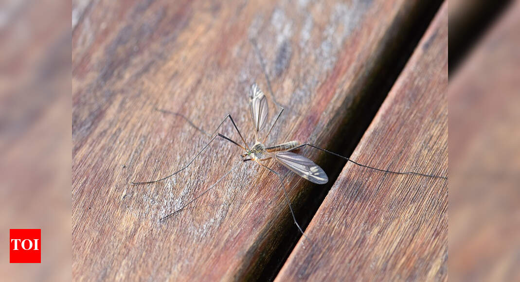 Mosquito menace Chennai district collector warns of penalty Chennai