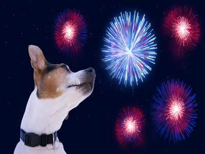 Keep your pets safe and stress-free this Deepavali