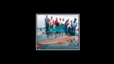 Dugong trapped in fishing net rescued, released into sea
