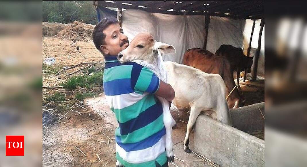 ‘Gang stealing cows for illegal slaughter’ Navi Mumbai News Times