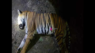 Maharashtra’s tigress T1 shot dead in Yavatmal