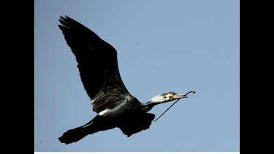 Cormorants die in Bengaluru lake; causes concern among environmentalists