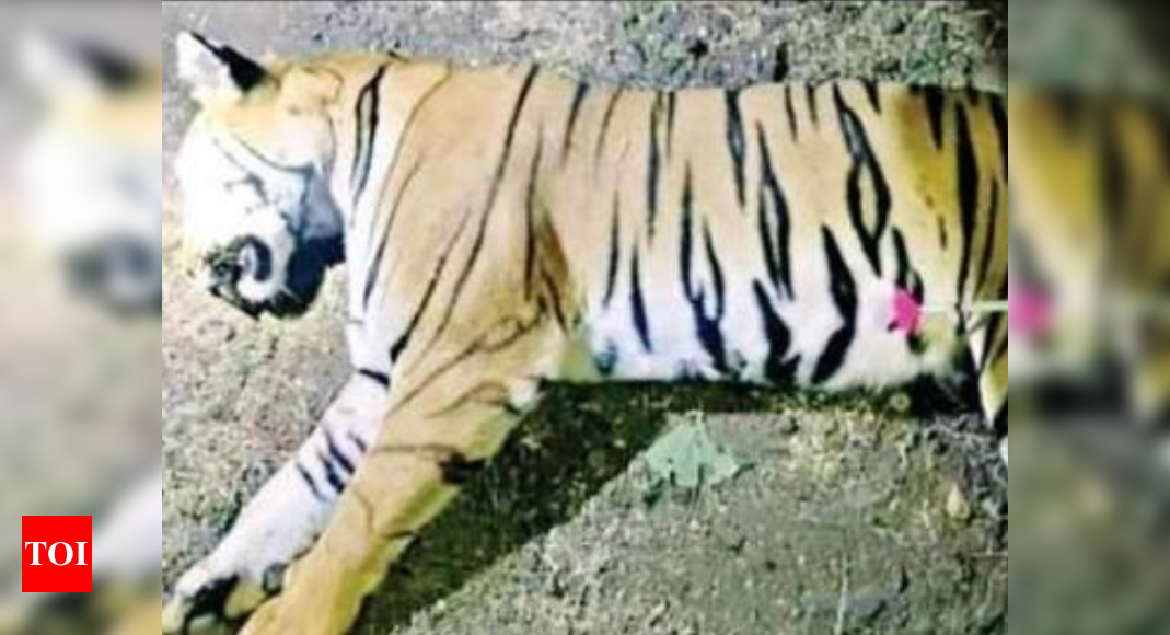 Tigress Avni T1 Finally Shot Dead But Several Protocols Violated India News Times Of India 