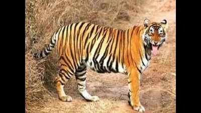 Poaching of tigress ST-5: Three guards suspended