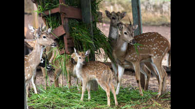 31 deer die of 'plant poisoning' in Trichy park