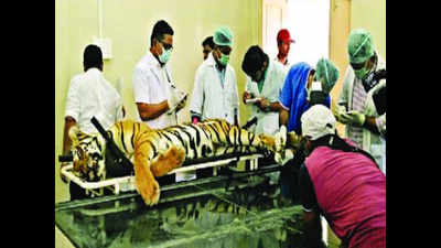 Sharpshooter’s son may land in trouble for shooting T1 tigress