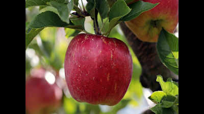 Untimely snowfall damages apple crop