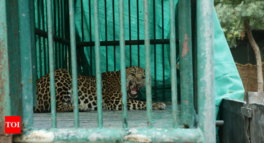 Gujarat: Leopard which visited secretariat now shifted to Sasan Gir ...