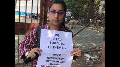 Mumbaikars meet at Azad Maidan and Chembur to raise awareness about Tigress #Avni killing