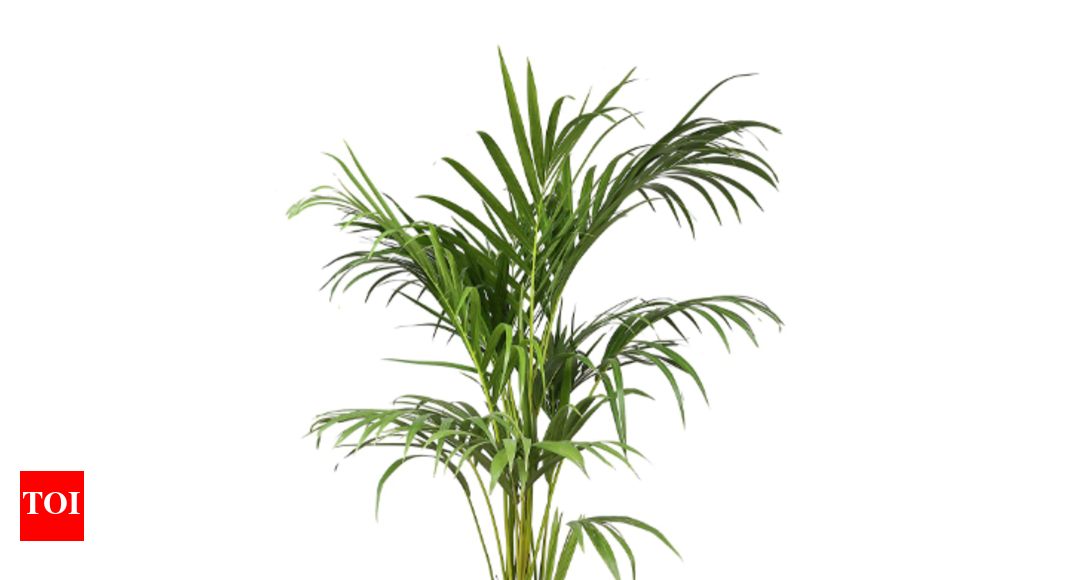 Indoor Plants For Fresh Air That Will Refresh And Indoor Plants For Fresh Air That Will Refresh And Purify Your Living E