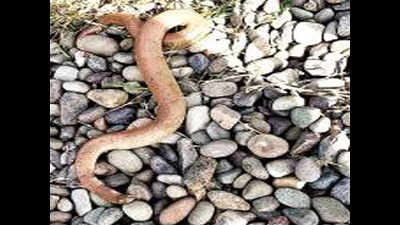 Two snakes rescued in Zirakpur