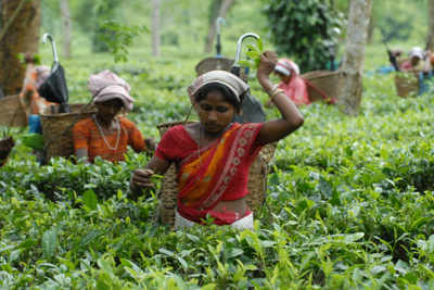 Crackdown on spurious tea in Assam, 16,000 kg seized in 2 days