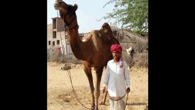 Rajasthan's nomadic tribe staring at bleak future after Vasundhara declares camel state animal