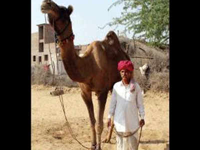 Rajasthan's nomadic tribe staring at bleak future after Vasundhara declares  camel state animal | Jaipur News - Times of India