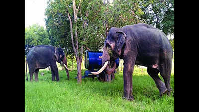 4 kumki elephants to drive 2 rogue tuskers back to forest