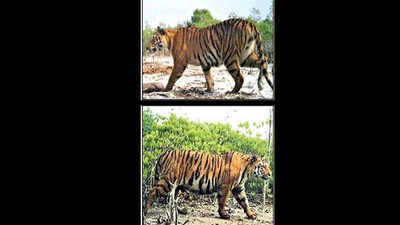 Cameras to go tiger-spotting this week