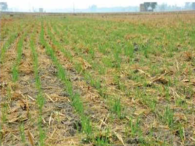 Punjab farmers get innovative, turn paddy stubble into fertiliser