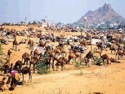 International cattle fair begins in Pushkar without fanfare | Ajmer News -  Times of India