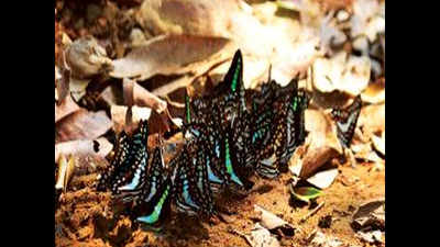 Enthralling spectacle of butterflies mud-puddling