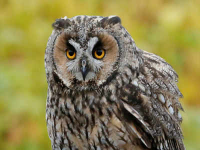 Man kills owl for black magic to attract woman he liked in outer Delhi:  Police | Delhi News - Times of India