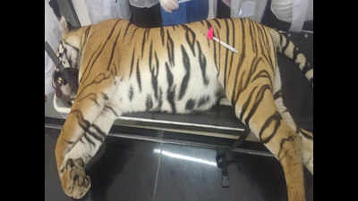 Tigress Avni shot in haste before planned capture, says report