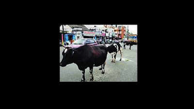 Dehradun-driver booked for speeding, killing cow, calf