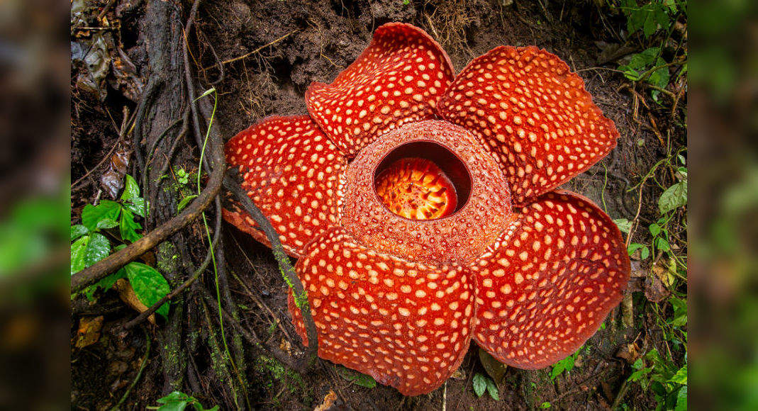 Weird Flowers In Asia